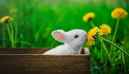 开云体育官网-LPL启动青训计划，扶持电竞体育后备人才，lpl青训条件